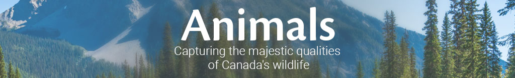 Animals - Capturing the majestic qualities of Canada's wildlife